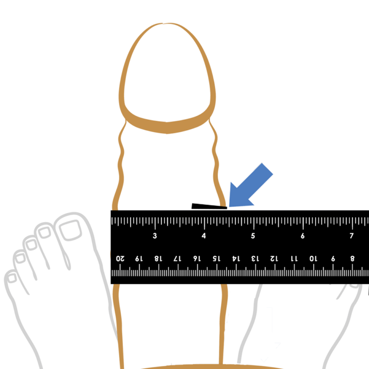 Measure of penis thickness