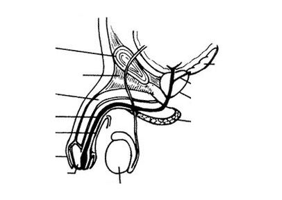 structure of the penis