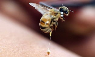 bee therapy as a method of penis enlargement
